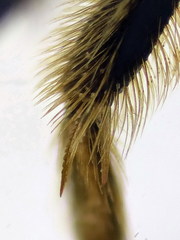 Lasioglossum subhirtum