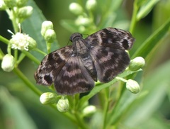 Ebrietas anacreon anacreon