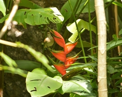 Heliconia bihai