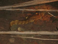 Caiman crocodilus