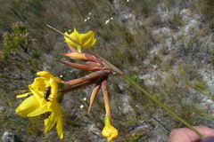 Bobartia longicyma magna