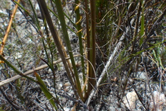 Bobartia longicyma magna