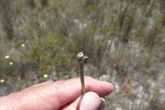Bobartia longicyma magna