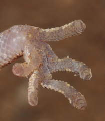 Pachydactylus mariquensis