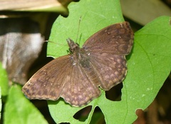Anisochoria sublimbata