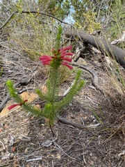 Erica abietina