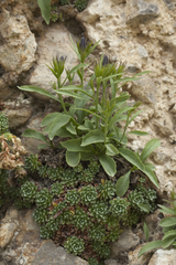 Campanula lehmanniana