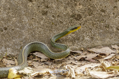 Chironius bicarinatus