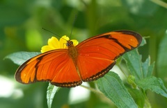 Dryas iulia alcionea