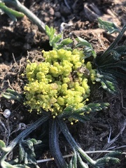 Lomatium plummerae