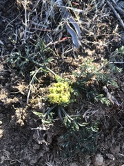 Lomatium plummerae
