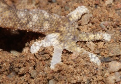 Pachydactylus mariquensis