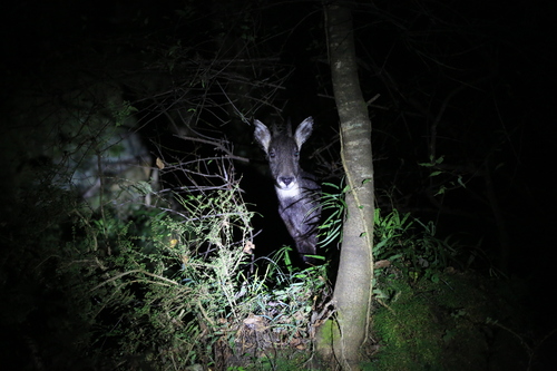 Burmese Goral (Naemorhedus evansi)