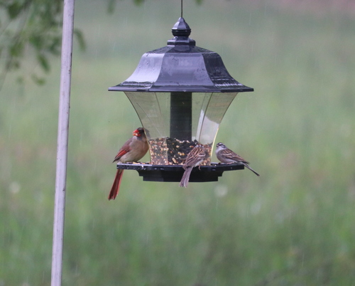 Northern Cardinal photographed in Mississippi