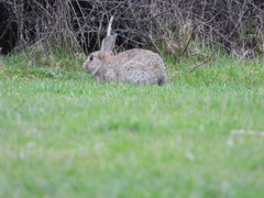 Oryctolagus cuniculus