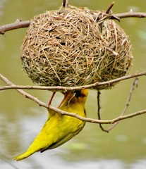 Ploceus subaureus subaureus