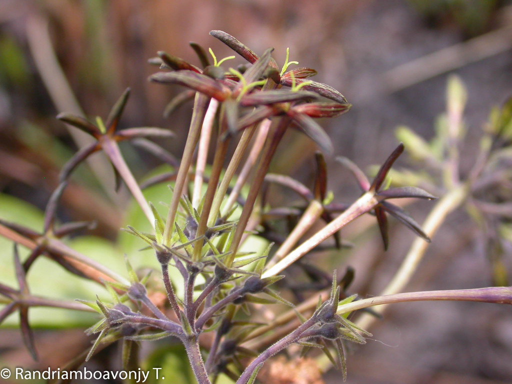 Danais longipedunculata
