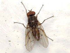 Eutrichota punctata