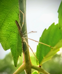 Tetragnatha mandibulata