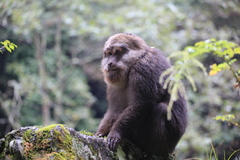 Macaca thibetana