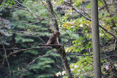 Macaca thibetana