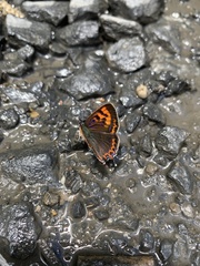 Lycaena li