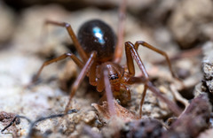 Corinnoidea