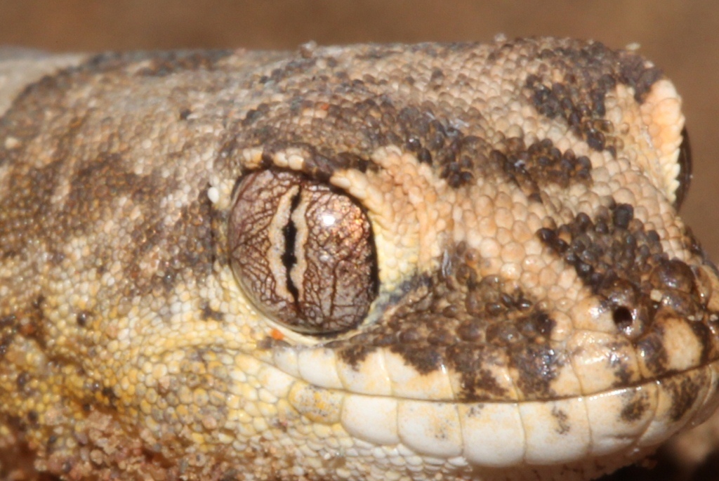 Common Banded Gecko