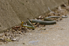 Chironius bicarinatus