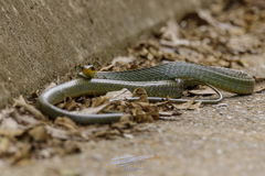 Chironius bicarinatus