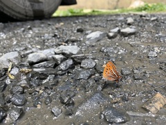 Lycaena li