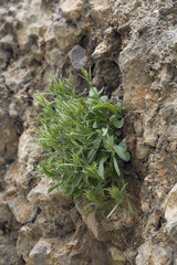 Campanula lehmanniana