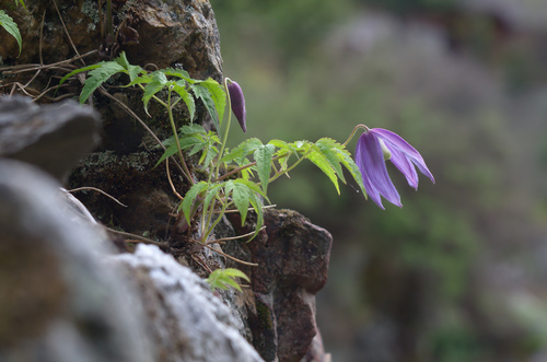 Alpine Clematis