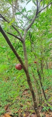 Phaleria macrocarpa