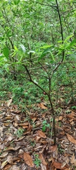 Phaleria macrocarpa