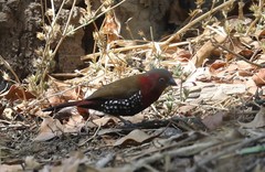 Hypargos niveoguttatus