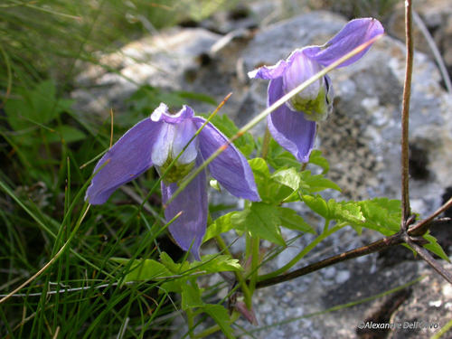 Alpine Clematis