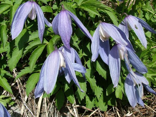Alpine Clematis