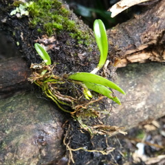 Bulbophyllum mutabile