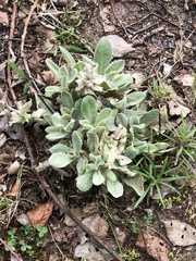 Silene coronaria