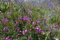Indigofera langebergensis