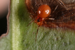 Thymoites unimaculatus