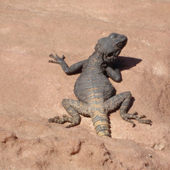 Short-Toed Rock Agama photo 4