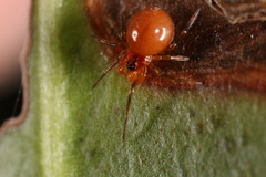 Thymoites unimaculatus