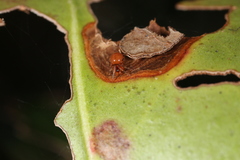 Thymoites unimaculatus