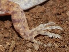 Ptenopus garrulus maculatus