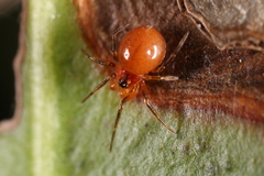 Thymoites unimaculatus