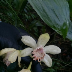 Phaius flavus
