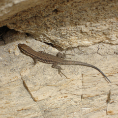 Phoenicolacerta kulzeri