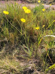 Ranunculus gramineus